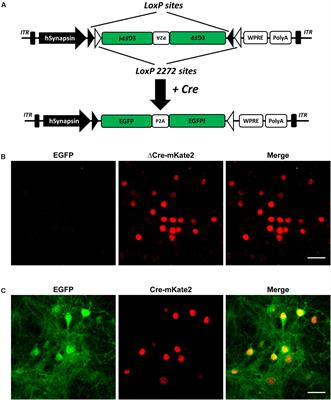 A Whole-Brain Cell-Type-Specific Sparse Neuron Labeling Method and Its Application in a Shank3 Autistic Mouse Model